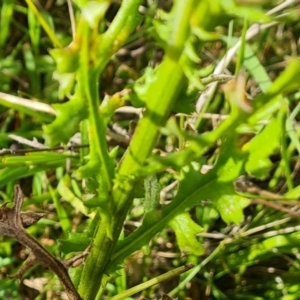 Senecio bathurstianus at Isaacs Ridge and Nearby - 17 Dec 2023