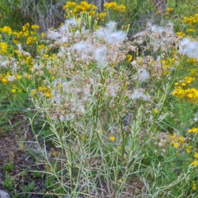 Senecio quadridentatus (Cotton Fireweed) at Isaacs, ACT - 16 Dec 2023 by Mike