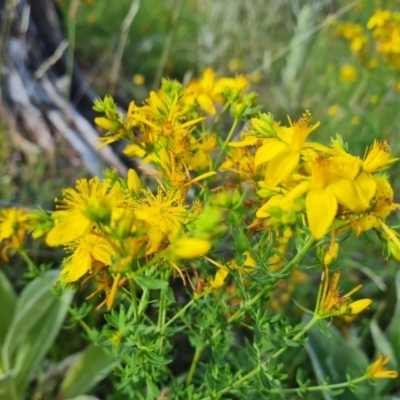 Hypericum perforatum (St John's Wort) at Isaacs Ridge and Nearby - 16 Dec 2023 by Mike