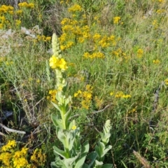 Verbascum thapsus subsp. thapsus (Great Mullein, Aaron's Rod) at Isaacs Ridge and Nearby - 16 Dec 2023 by Mike