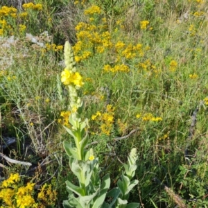 Verbascum thapsus subsp. thapsus at Isaacs Ridge and Nearby - 17 Dec 2023 09:13 AM