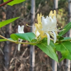 Lonicera japonica (Japanese Honeysuckle) at Isaacs Ridge and Nearby - 16 Dec 2023 by Mike
