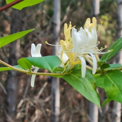 Lonicera japonica (Japanese Honeysuckle) at Isaacs Ridge and Nearby - 16 Dec 2023 by Mike