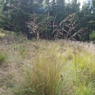 Eragrostis curvula (African Lovegrass) at Isaacs Ridge and Nearby - 16 Dec 2023 by Mike