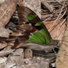 Graphium macleayanum (Macleay's Swallowtail) at Morton National Park - 16 Dec 2023 by JanHartog