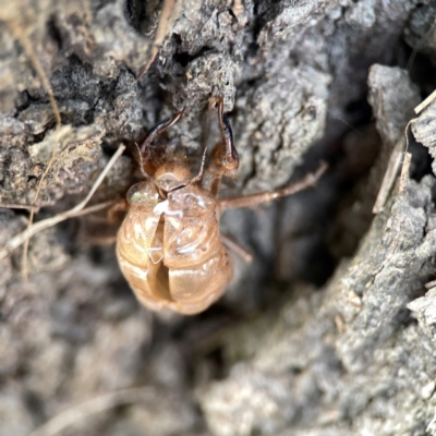 Psaltoda sp. (genus) (A cicada) at Nelligen, NSW - 17 Dec 2023 by Hejor1