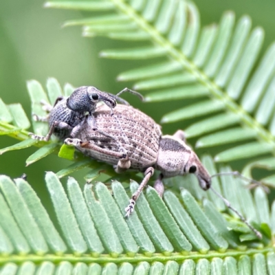 Perperus sp. (genus) at Nelligen, NSW - 17 Dec 2023 by Hejor1