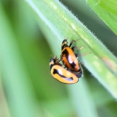 Micraspis frenata (Striped Ladybird) at Nelligen, NSW - 17 Dec 2023 by Hejor1