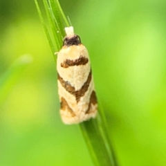 Fuscicepsana fuscicepsana (A Tortricid moth) at Nelligen, NSW - 17 Dec 2023 by Hejor1