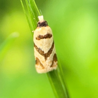 Fuscicepsana fuscicepsana (A Tortricid moth) at Nelligen, NSW - 17 Dec 2023 by Hejor1