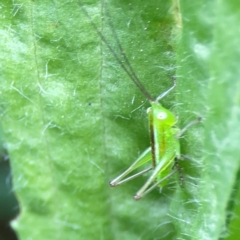 Conocephalus semivittatus (Meadow katydid) at Nelligen, NSW - 17 Dec 2023 by Hejor1