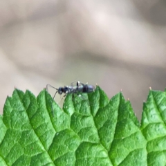 Ichneumonidae (family) (Unidentified ichneumon wasp) at Nelligen, NSW - 17 Dec 2023 by Hejor1
