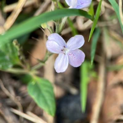 Pseuderanthemum variabile (Pastel Flower) at Surf Beach, NSW - 17 Dec 2023 by Hejor1