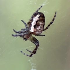 Unidentified Orb-weaving spider (several families) at Surf Beach, NSW - 17 Dec 2023 by Hejor1