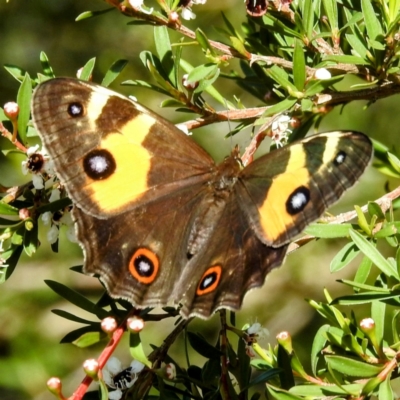 Tisiphone abeona (Varied Sword-grass Brown) at Arthurs Seat, VIC - 17 Dec 2023 by HelenCross