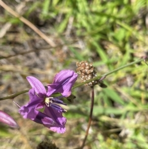 Arthropodium fimbriatum at Farrer Ridge - 18 Dec 2023