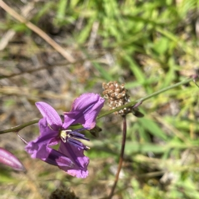 Arthropodium fimbriatum (Nodding Chocolate Lily) at Farrer Ridge - 18 Dec 2023 by Shazw