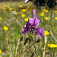 Arthropodium fimbriatum at Farrer Ridge - 18 Dec 2023