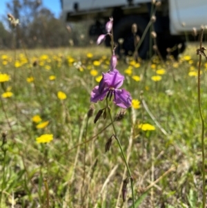 Arthropodium fimbriatum at Farrer Ridge - 18 Dec 2023