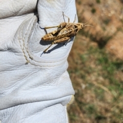 Perunga ochracea (Perunga grasshopper, Cross-dressing Grasshopper) at Gungahlin, ACT - 18 Dec 2023 by patrickharvey