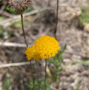 Leptorhynchos squamatus subsp. squamatus at Farrer Ridge - 18 Dec 2023