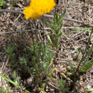 Leptorhynchos squamatus subsp. squamatus at Farrer Ridge - 18 Dec 2023