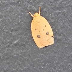 Garrha pudica (Modest Dullmoth) at Alison, NSW - 18 Dec 2023 by trevorpreston