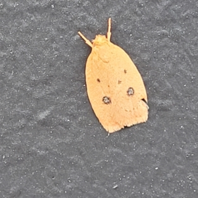 Unidentified Concealer moth (Oecophoridae) at Alison, NSW - 18 Dec 2023 by trevorpreston