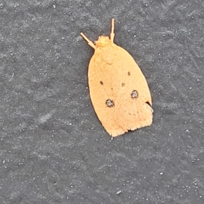 Garrha pudica (Modest Dullmoth) at Alison, NSW - 18 Dec 2023 by trevorpreston