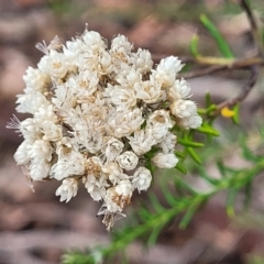 Ozothamnus diosmifolius (Rice Flower, White Dogwood, Sago Bush) at Alison, NSW - 18 Dec 2023 by trevorpreston