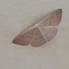 Unverified Geometer moth (Geometridae) - 1 Jan 1900 by trevorpreston