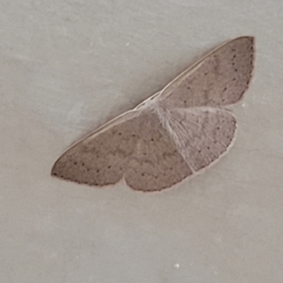 Unverified Geometer moth (Geometridae) - 1 Jan 1900 by trevorpreston