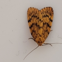 Unidentified Moth (Lepidoptera) at Coolongolook, NSW - 18 Dec 2023 by trevorpreston