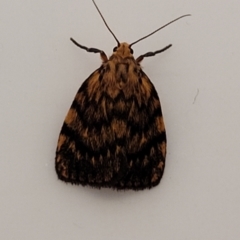 Unidentified Moth (Lepidoptera) at Coolongolook, NSW - 18 Dec 2023 by trevorpreston