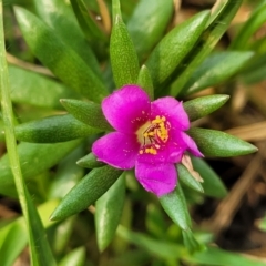 Unidentified Other Wildflower or Herb at Coolongolook, NSW - 18 Dec 2023 by trevorpreston