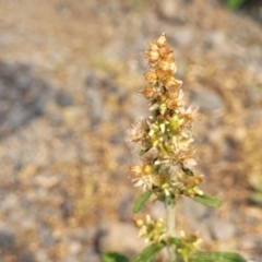 Gamochaeta purpurea (Purple Cudweed) at Coolongolook, NSW - 17 Dec 2023 by trevorpreston