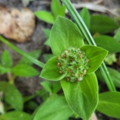 Richardia humistrata (Richardia Weed) at Nambucca Heads, NSW - 17 Dec 2023 by trevorpreston