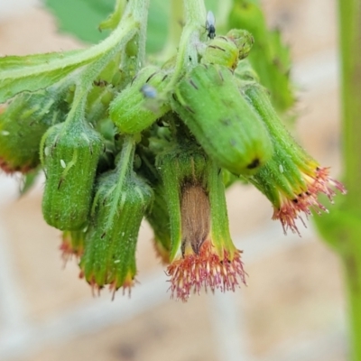 Crassocephalum crepidioides (Thickhead) at Nambucca Heads, NSW - 17 Dec 2023 by trevorpreston