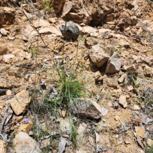 Cymbopogon refractus at Rob Roy Range - 18 Dec 2023