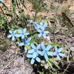 Oxypetalum coeruleum (Tweedia or Southern Star) at Rob Roy Range - 18 Dec 2023 by HarleyB