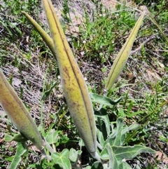 Oxypetalum coeruleum at Rob Roy Range - 18 Dec 2023