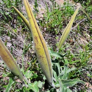 Oxypetalum coeruleum at Rob Roy Range - 18 Dec 2023