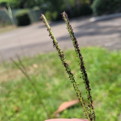 Paspalum notatum (Bahia Grass) at Nambucca Heads, NSW - 17 Dec 2023 by trevorpreston