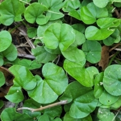 Dichondra repens (Kidney Weed) at Nambucca Heads, NSW - 17 Dec 2023 by trevorpreston