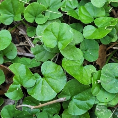 Dichondra repens (Kidney Weed) at Nambucca Heads, NSW - 17 Dec 2023 by trevorpreston