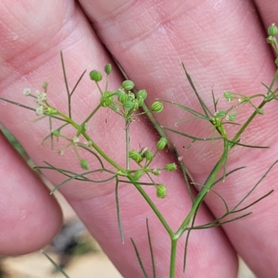 Cyclospermum leptophyllum (Slender Celery, Wild Carrot) at Nambucca Heads, NSW - 17 Dec 2023 by trevorpreston