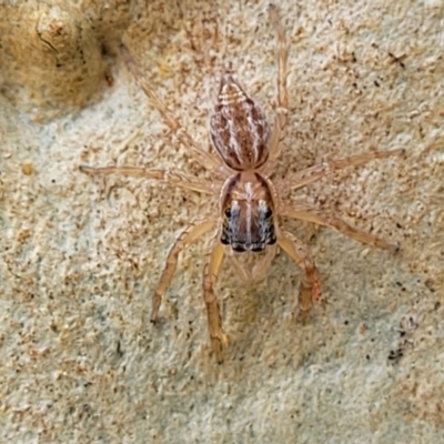 Unidentified Spider (Araneae) at Nambucca Heads, NSW - 17 Dec 2023 by trevorpreston