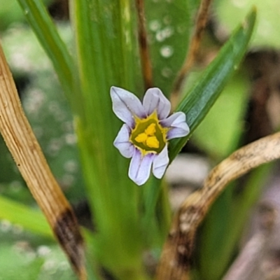 Sisyrinchium rosulatum (Scourweed) at Nambucca Heads, NSW - 17 Dec 2023 by trevorpreston