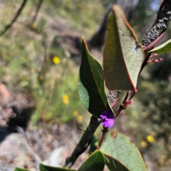Hardenbergia violacea (False Sarsaparilla) at Stony Creek Nature Reserve - 18 Dec 2023 by Csteele4