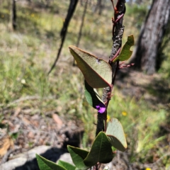 Hardenbergia violacea at QPRC LGA - 18 Dec 2023 12:01 PM